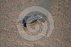 New born green sea turtle