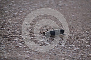 New born green sea turtle