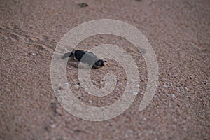 New born green sea turtle