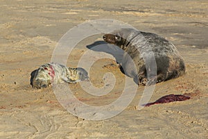 A new born Grey Seal pup Halichoerus grypus lying on the beach near its resting mother at Horsey, Norfolk, UK.