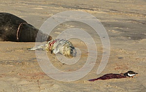 A new born Grey Seal pup Halichoerus grypus lying on the beach near its resting mother, whilst a Turnstone bird eats the afterbi