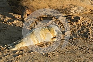 A new born Grey Seal pup Halichoerus grypus lying on the beach on a sunny day at Horsey, Norfolk, UK.