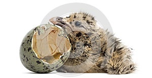New-born Gull or Seagull with hatched egg, 6 hours, isolated on