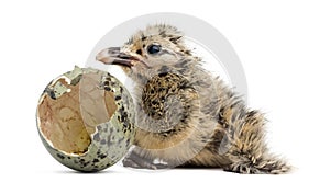 New-born Gull or Seagull with hatched egg, 6 hours, isolated on