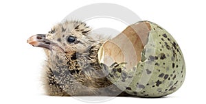 New-born Gull or Seagull with hatched egg, 6 hours, isolated on