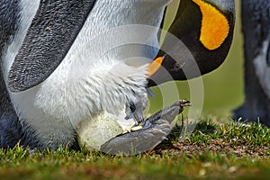 New born, hatch out from egg. Young king penguin beging food beside adult king penguin, Falkland. Egg with young bird, nest photo