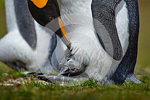 New born, hatch out. Young king penguin beging food beside adult king penguin, Falkland. Egg with young bird, nest photo