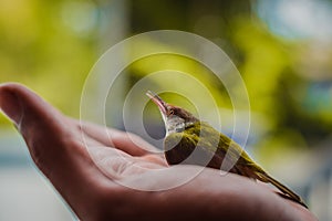 New born Humming bird in hand