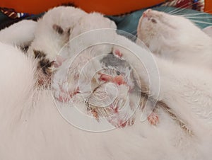 New Born Kitten - Four Baby Cats