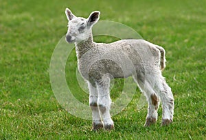 New Born Lamb