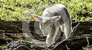 A New Born Lamb Wanders Through The Paddock