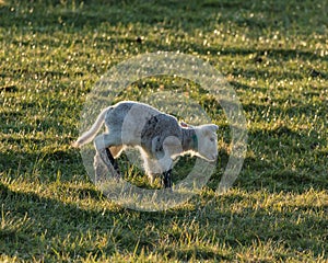 New Born Lambs