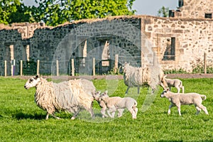 New born lambs and their mothers sheep passing a farm lit by war