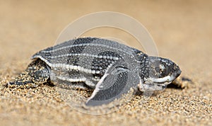 New Born Leatherback Sea Turtle