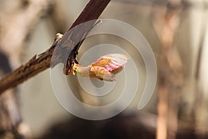 New born leaves on a branch of grapes vine