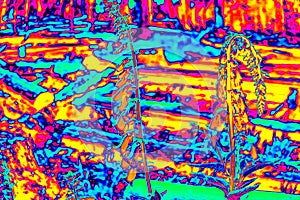 New born life between cut down burnt trees in forest park. . Amazing thermography photo of hilly landscape.
