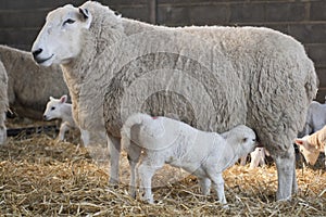 New born Lleyn lamb with ewe at lambing time