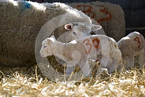 New born Lleyn lamb with its mother at lambing time
