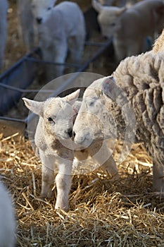 New born Lleyn lamb at lambing time