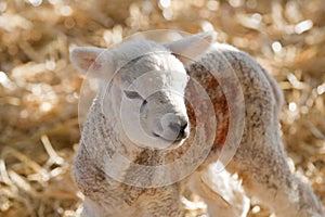 New born Lleyn lamb at lambing time