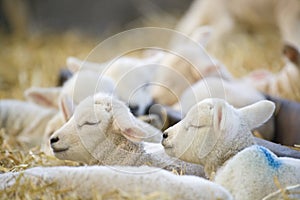 New born Lleyn lambs at lambing time