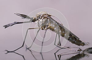 New born male mosquito