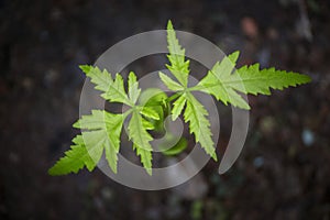 New Born Neem Tree Azadirachta indica with it`s fresh green leaves