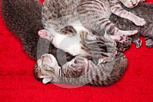 New Born Persian American Shorthair Kitten