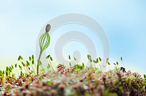 New born pine tree on forest floor