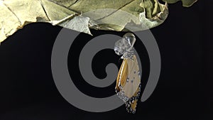 New born Plain tiger butterfly emerge from pupa on black background