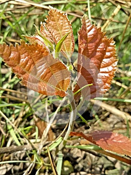 New born plant beautiful