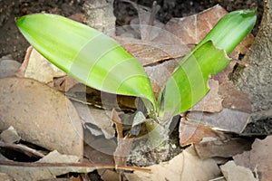 New born plant