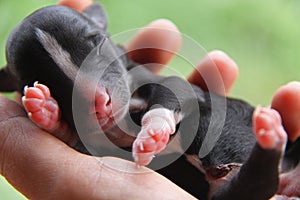 New Born puppy in hand