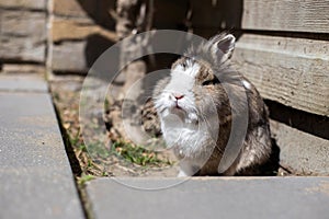 New born rabbit or cute bunny on sand in a garden, cute pet