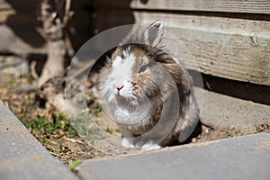 New born rabbit or cute bunny on sand in a garden, cute pet