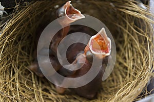 New born Red Vented Bulbul & x28;Pycnonotus cafer& x29;