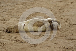 New born seal pup on the beach