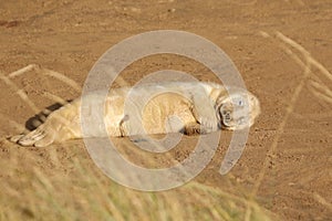 New born seal pup on the beach