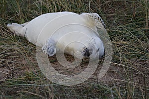 New born seal pup on the beach