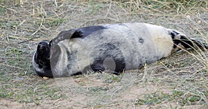 New born seal pup on the beach