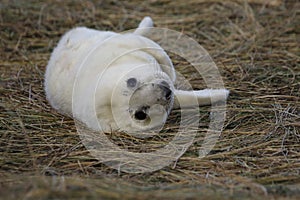 New born seal pup on the beach