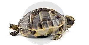 New born turtle defecating, isolated