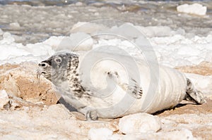 A new born white grey seal baby relaxing at the beach, Ventpils, Latvia