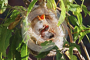 A new born White-plumed Honeyeater in a nest