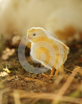 New Born Yellow Baby Chick in afternoon light