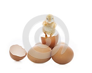 New born yellow chick broken eggshell looking to camera isolated