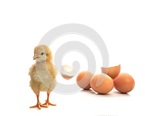 New born yellow chick broken eggshell looking to camera isolated