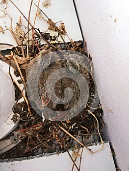 New borned birds in my balcony photo