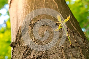 New Branch Growing on a Tree in Spring.
