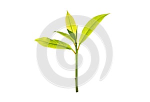 New bright green plant growth isolated on white. Transparent png additional format